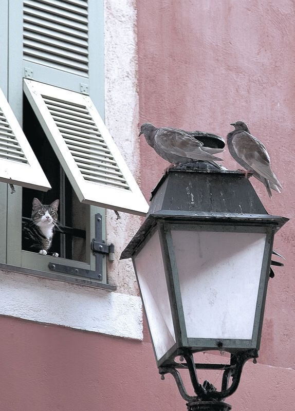 生死战险胜委内瑞拉，曼城砥柱恩佐一球定乾坤