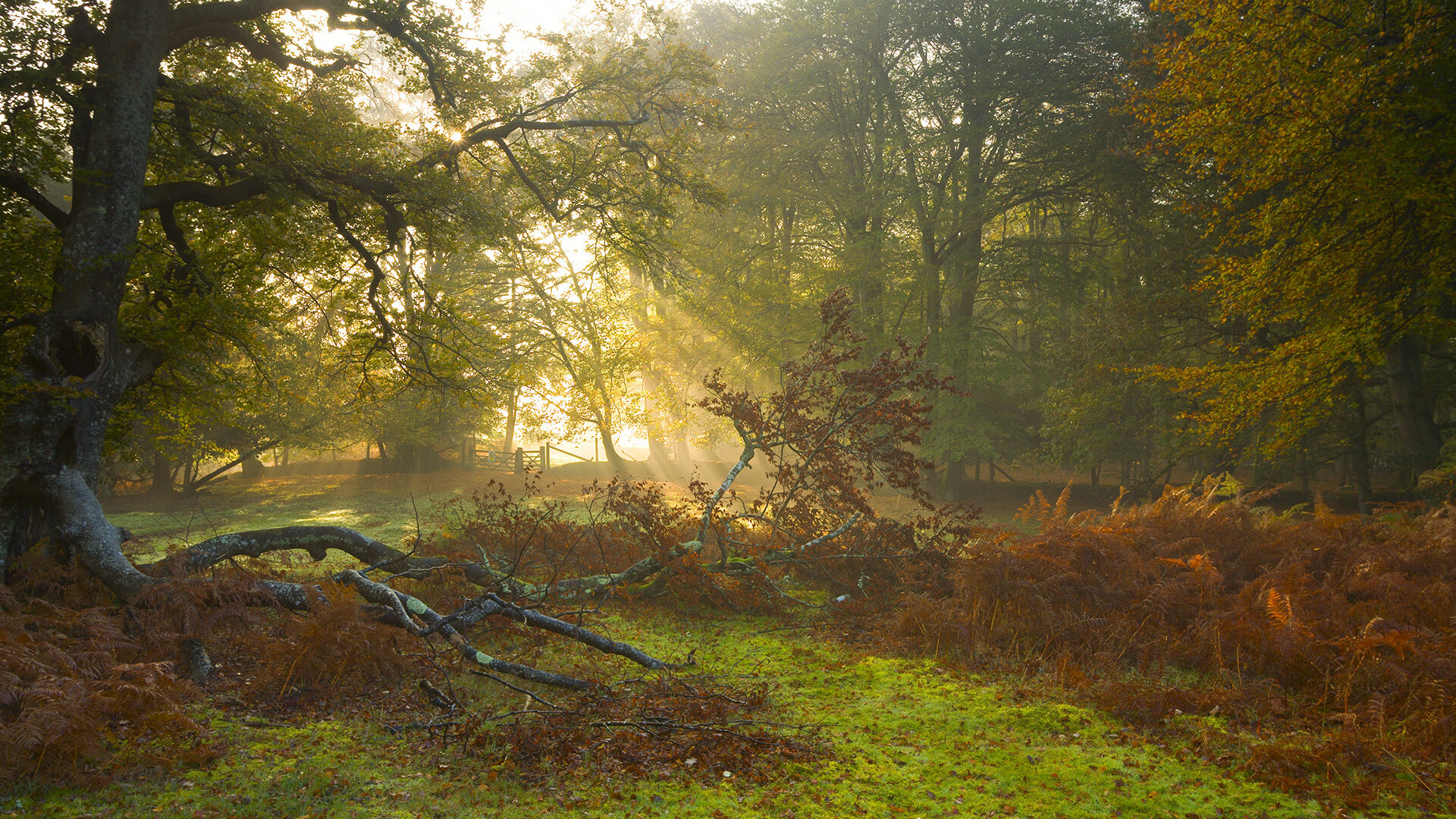 三笘薰爆发,个体的锐利锋芒,能否照亮里昂压哨绝杀的幽微本质?