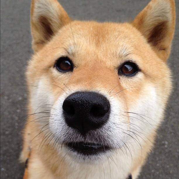 从印第安纳到丹佛高原,班凯罗的封神之路,为什么这个22岁前锋能终结掘金时代?