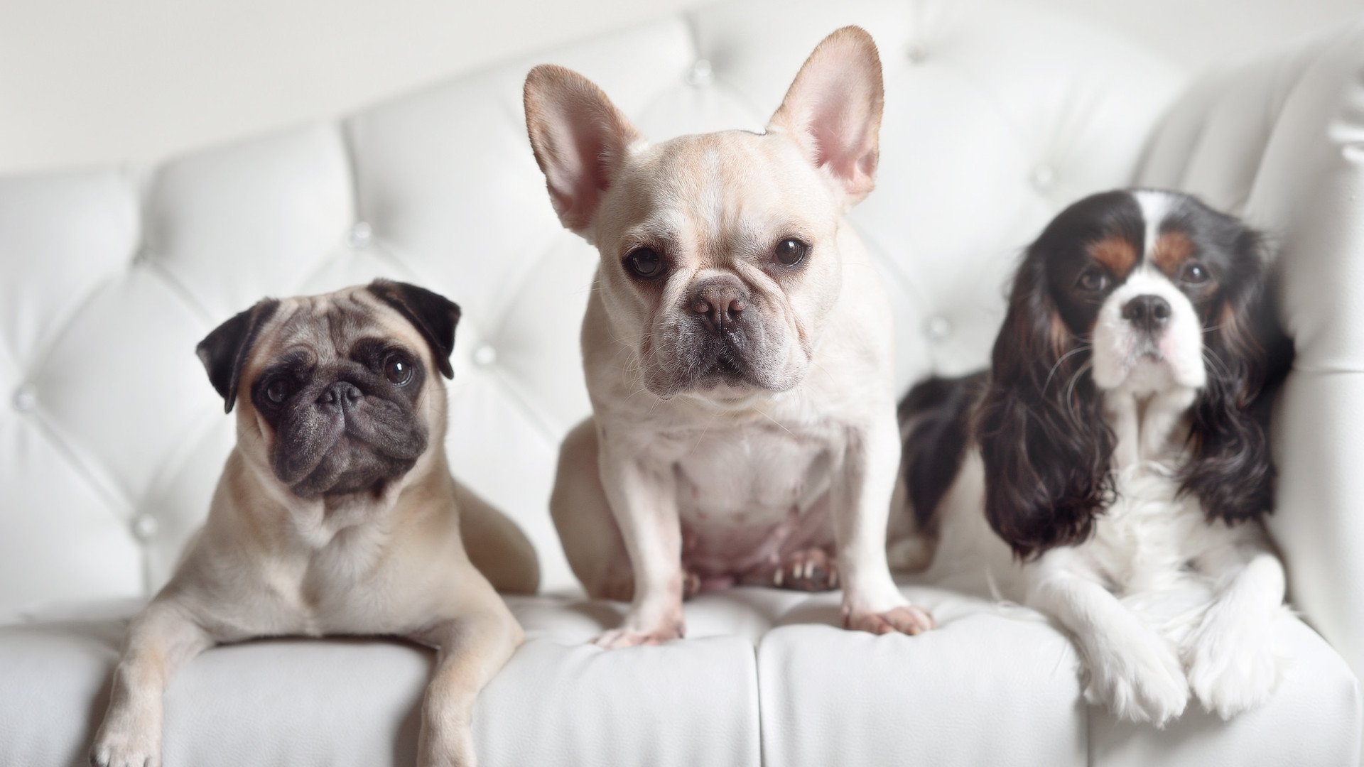 跨界逆袭,当足球幽灵降临NBA赛场