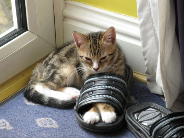 东决关键战之夜,孔德用防守为比赛篆刻下封印