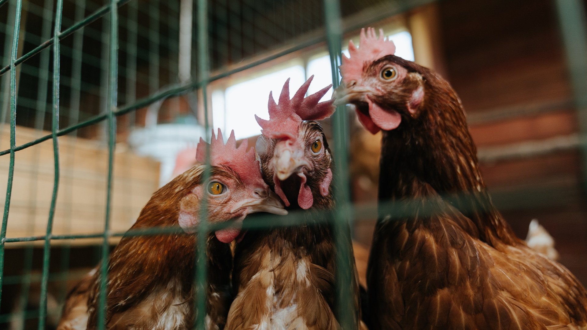 铁卫的利刃，阿拉巴在排名之战中定义进攻艺术