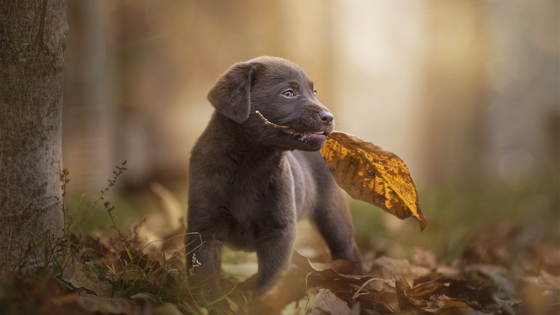 逆转的两种形态，当英超的窒息与法兰西的狂澜共振