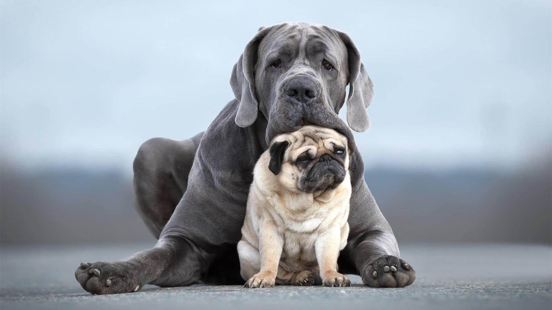 欧冠改制震惊世界，秘鲁国家队历史性杀入淘汰赛，伯纳乌鏖战力克北欧黑马冰岛